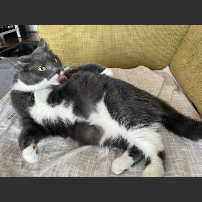 Photo of Flora *9 Lives Project Rescue*