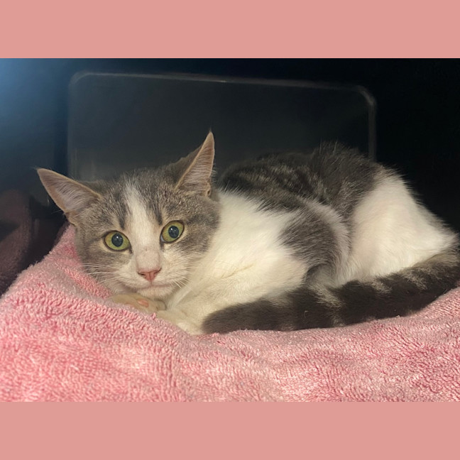 Photo of Tulip
