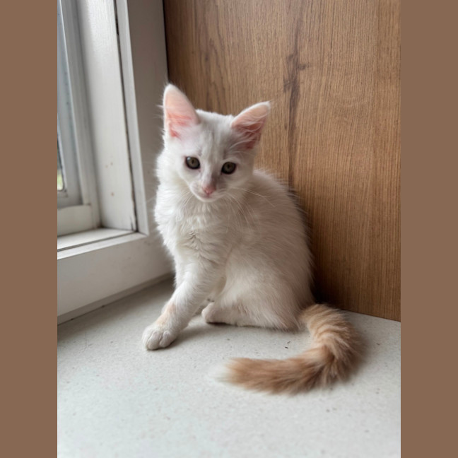 Photo of Ziggy Lou