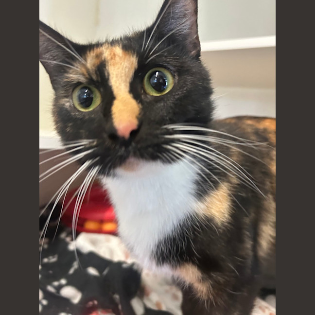 Photo of Brownie