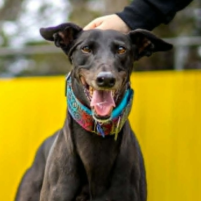 Photo of Goose The Greyhound
