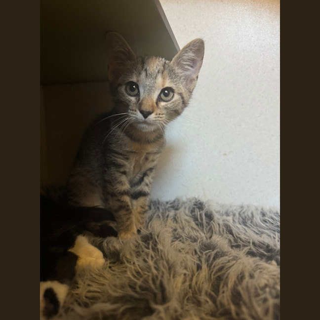 Photo of Tabitha