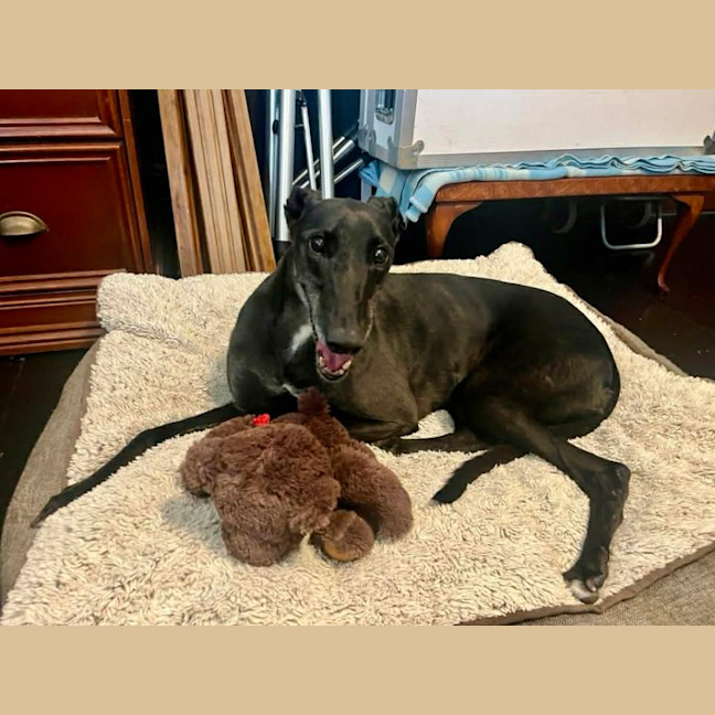 Photo of Meli, The Greyhound