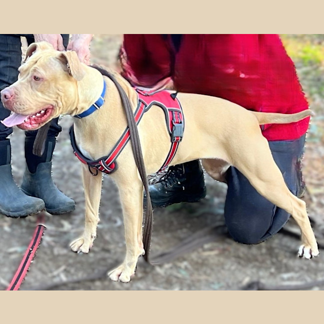 Photo of Nala