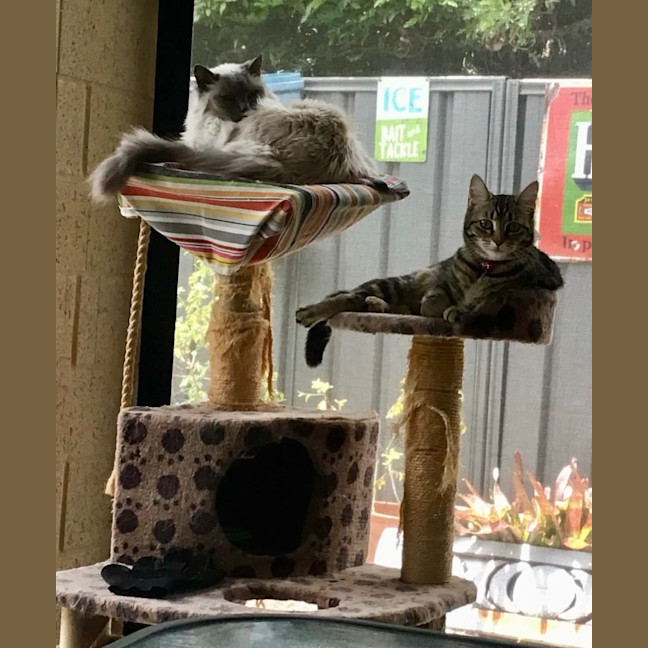 Photo of Luna