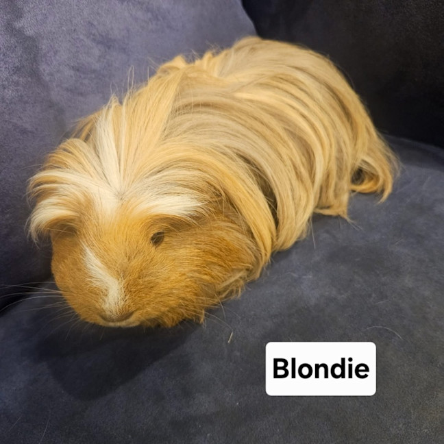 Photo of Blondie