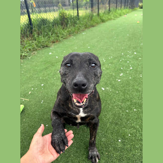 Photo of Dolly Imp 2044