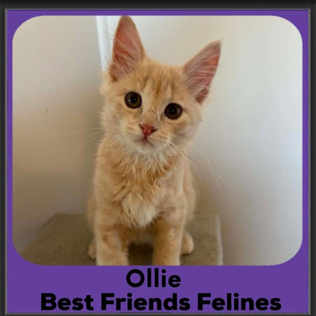 Photo of Ollie 