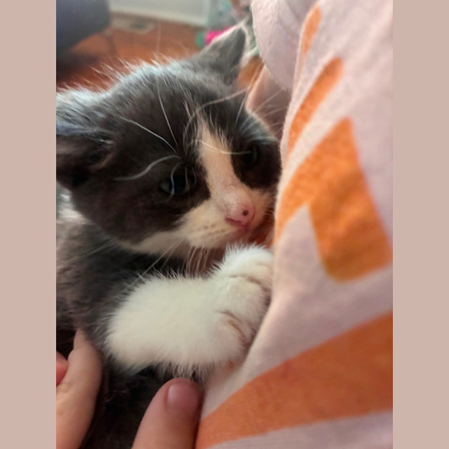 Photo of Penguin And Juniper