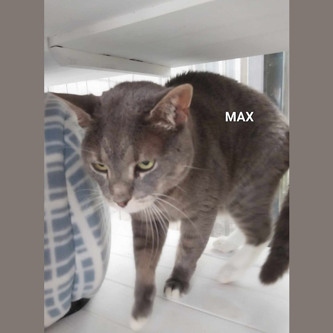 Photo of Max
