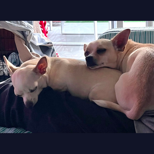 Photo of Sweet Little Lexi And Yeti 
