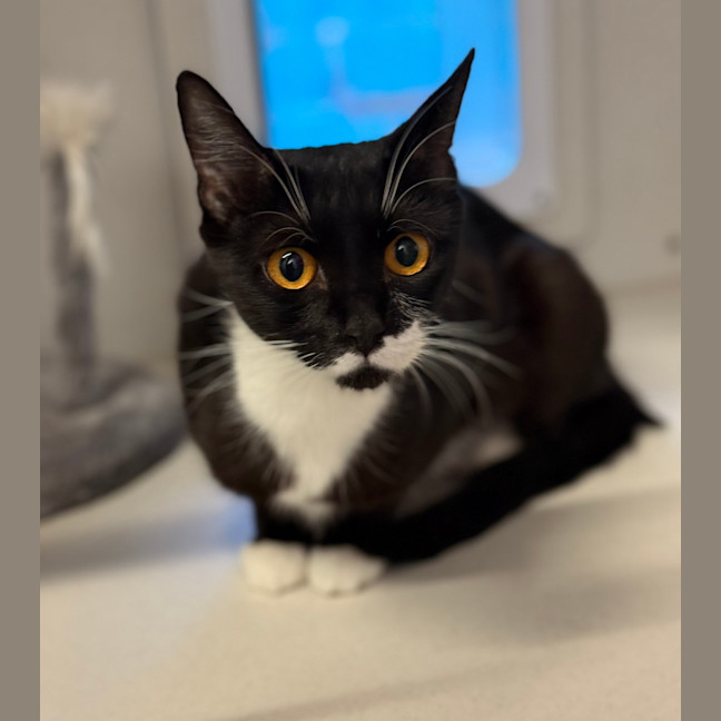 Photo of Crisp