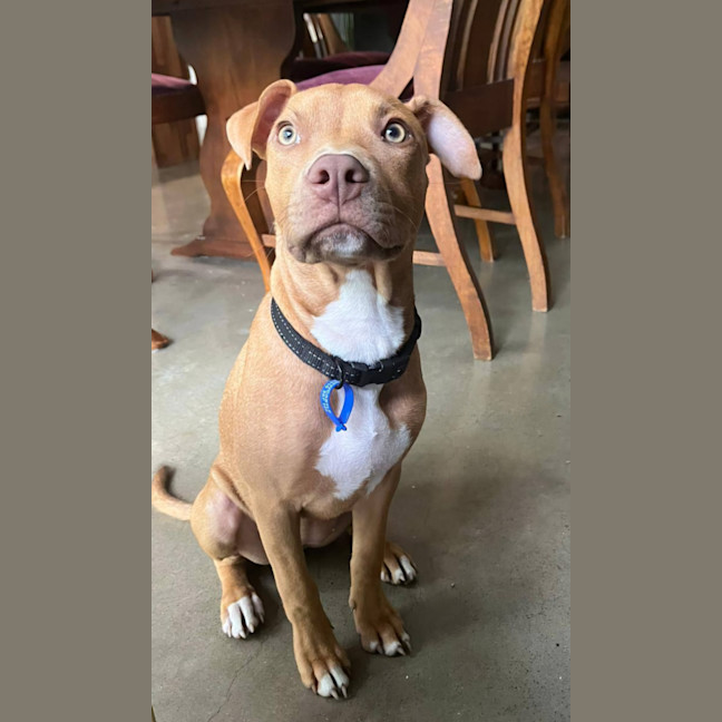 Photo of Rebel   8 Month Old American Staffy X