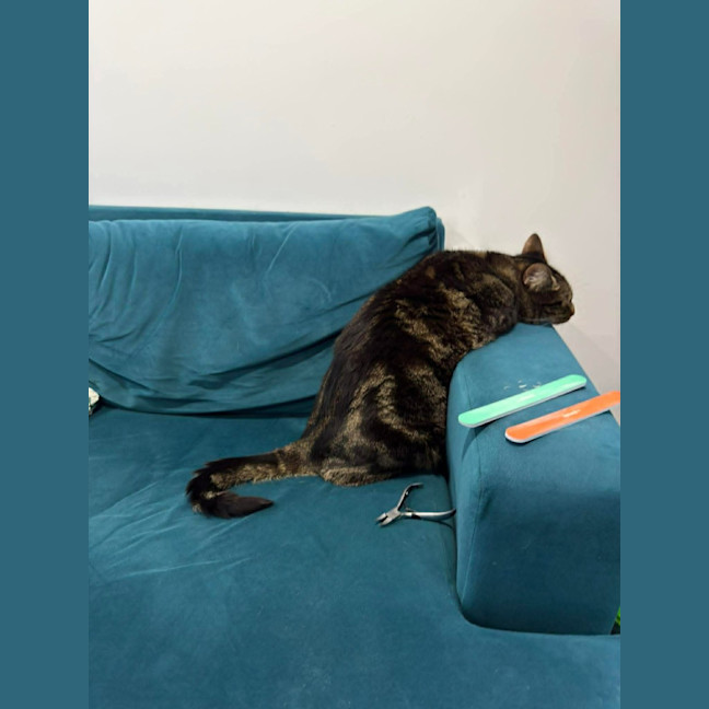 Photo of Kovu *9 Lives Project Rescue*