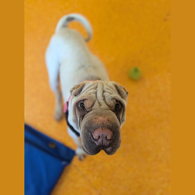 Photo of Casper
