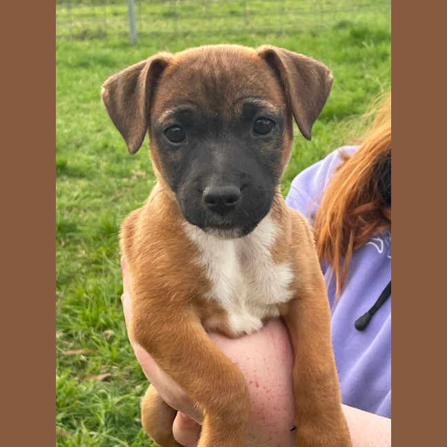 Photo of Belle