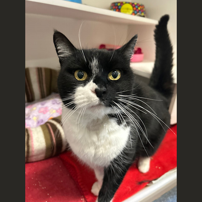 Photo of Oreo