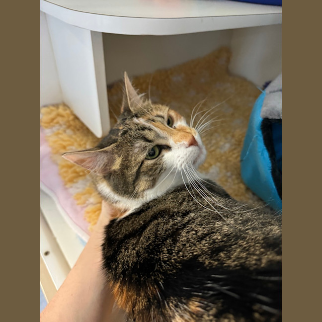 Photo of Peach