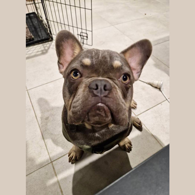 Photo of Chewie