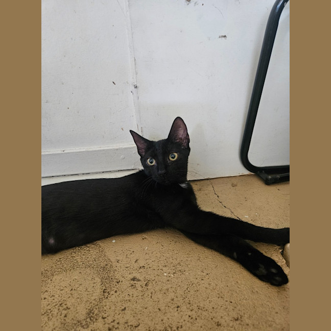 Photo of Clawdia