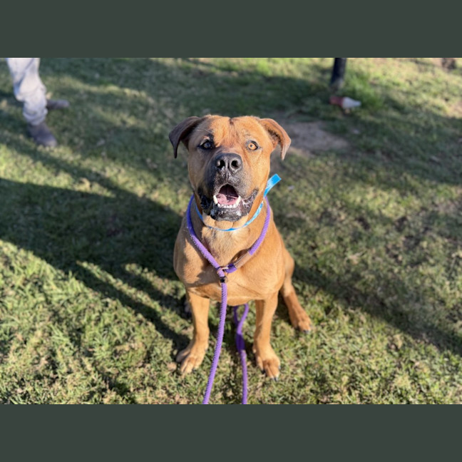 Photo of Alfie Imp 1550