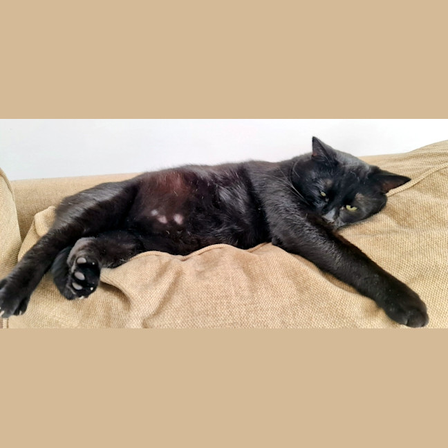 Photo of Basil Sta012346