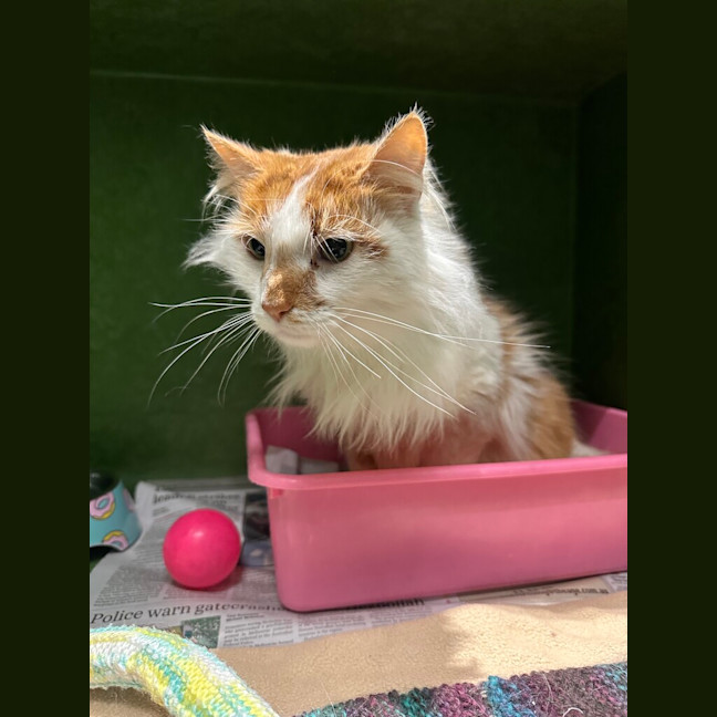 Photo of Ginger