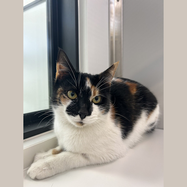 Photo of Cookie