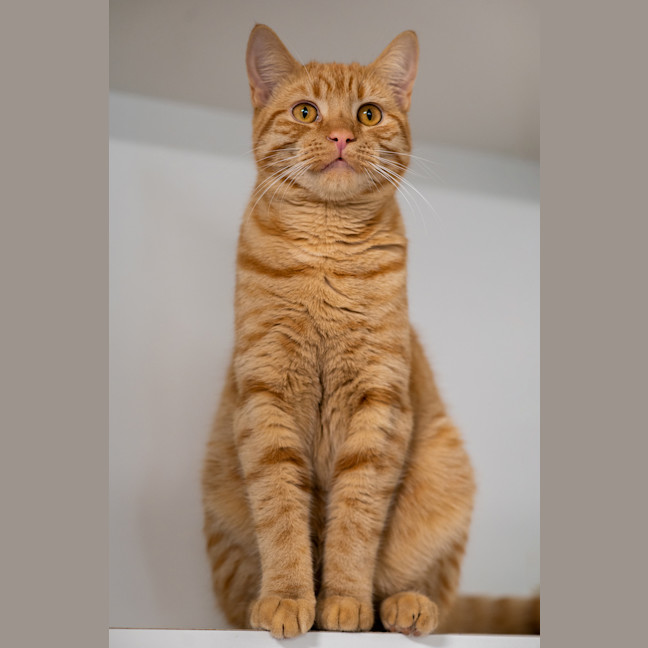Photo of Samson