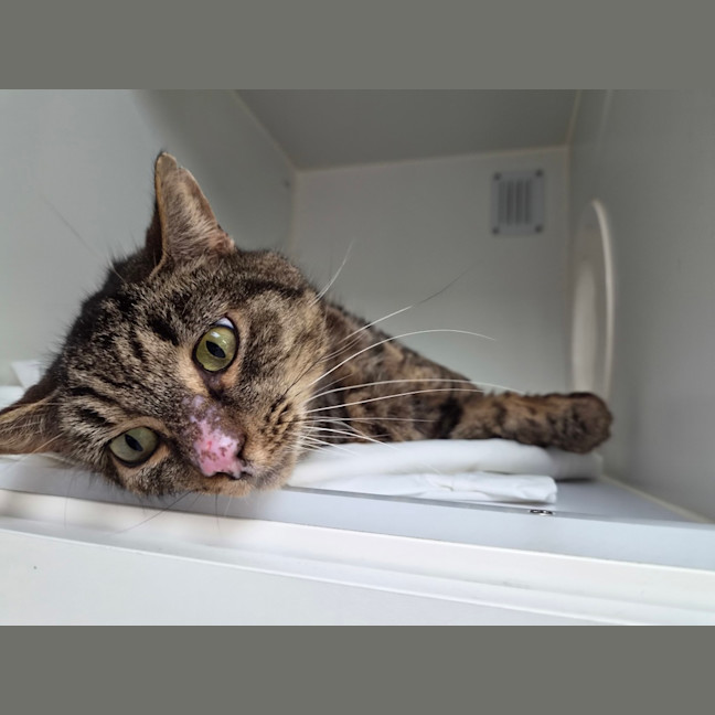 Photo of Mrs. Scraps