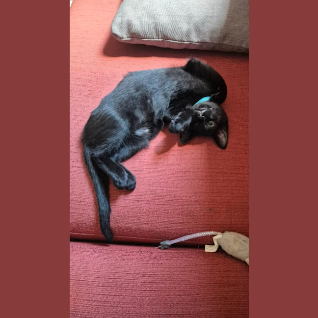 Photo of Mr Purrcival
