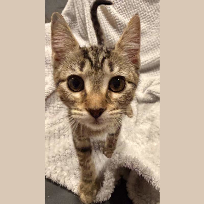 Photo of Mabel