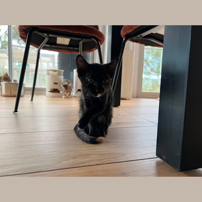 Photo of Nova