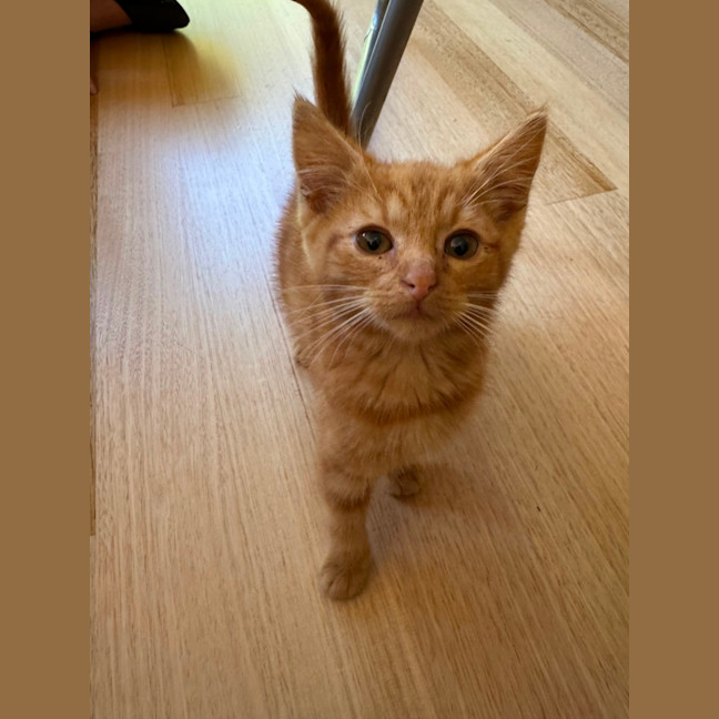 Photo of Gnocchi 