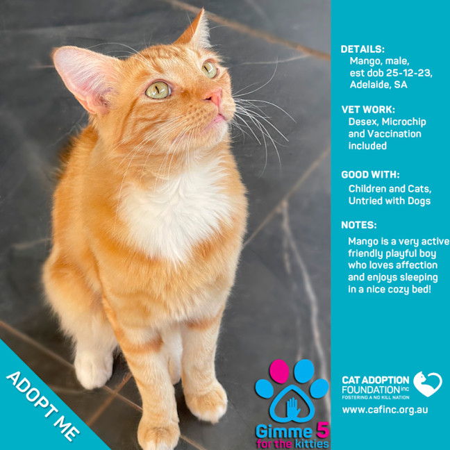 Photo of Mango Only $50 Limited Time!