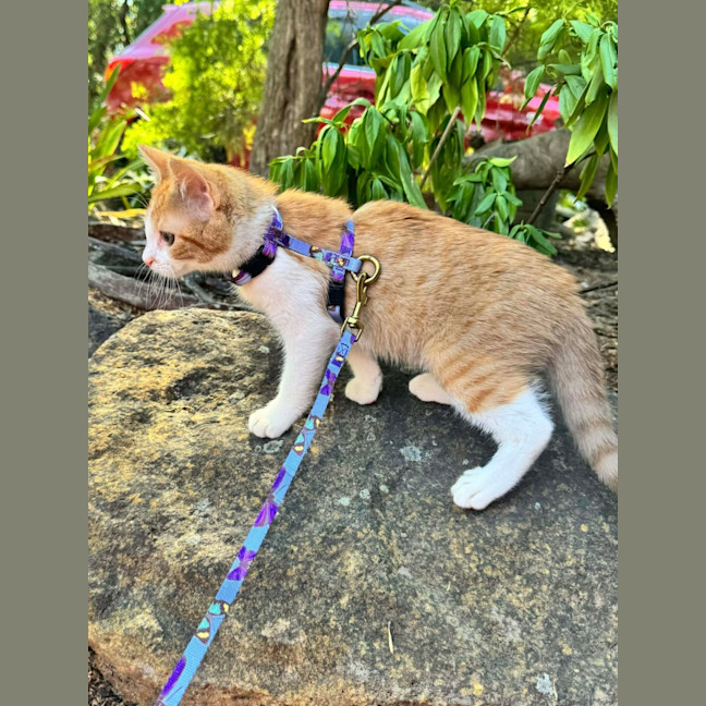 Photo of 🐾 Eleven 🐾