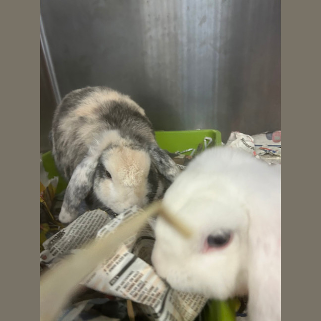 Photo of Snowy & Coco