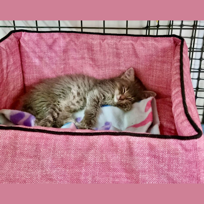 Photo of Bennie & The Jets