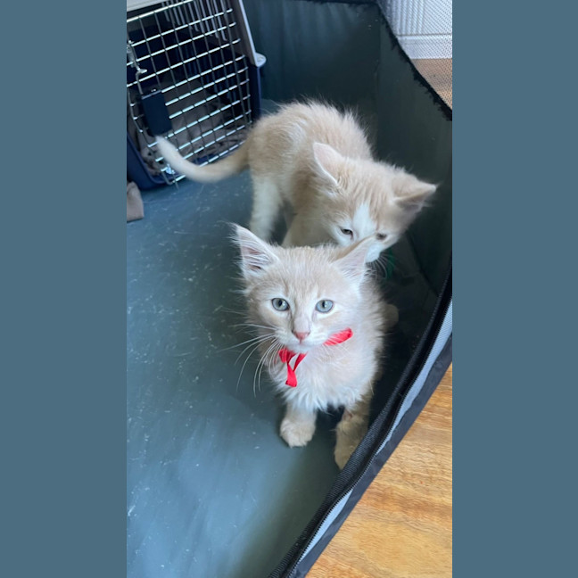 Photo of Freddie & Georgie