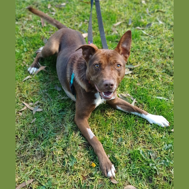 Photo of Lulu