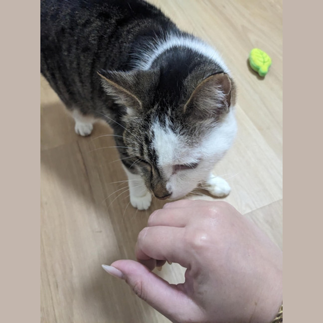 Photo of Ziggy Stardust ⚡️