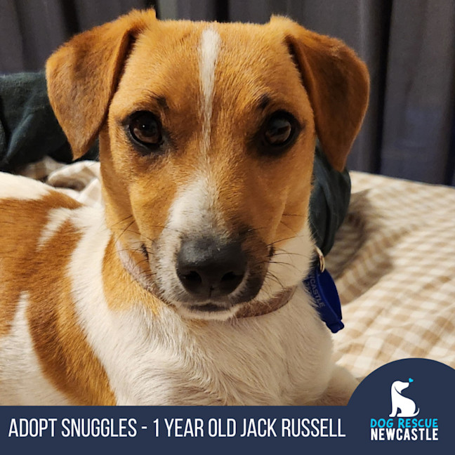 Photo of Snuggles   1 Year Old Jack Russell 