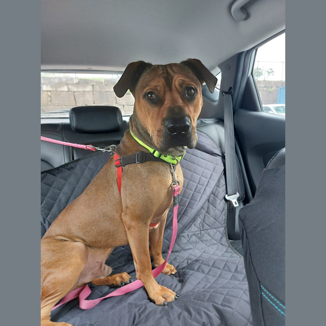 Photo of Rosco
