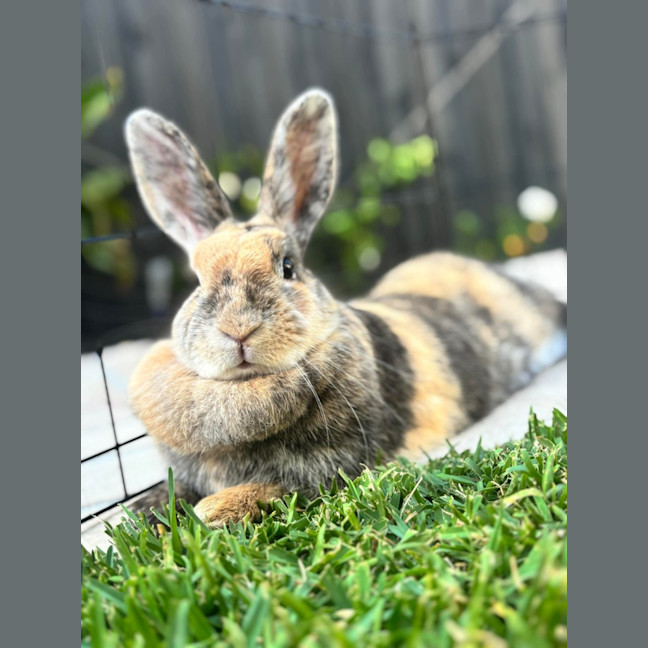 Photo of Mochi
