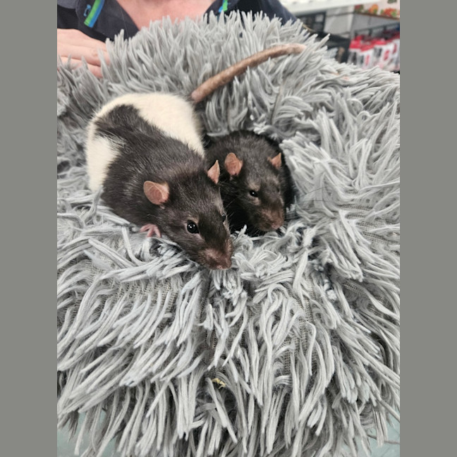 Photo of Pickle 