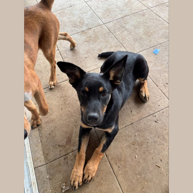 Photo of Hooch