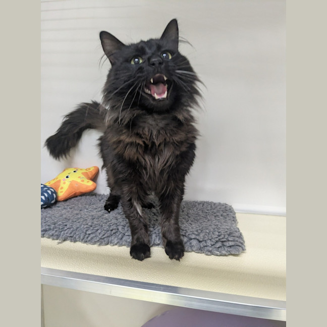 Photo of 🍝 Merlin 6510 🍝