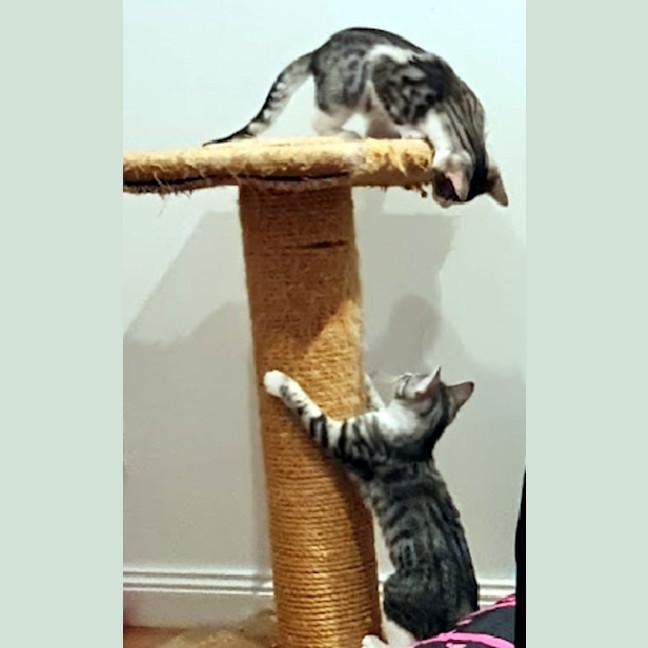 Photo of Charlie Suk013370 & Lola Suk013369