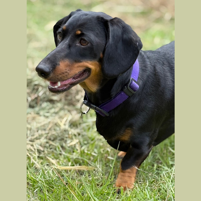 Photo of Lady