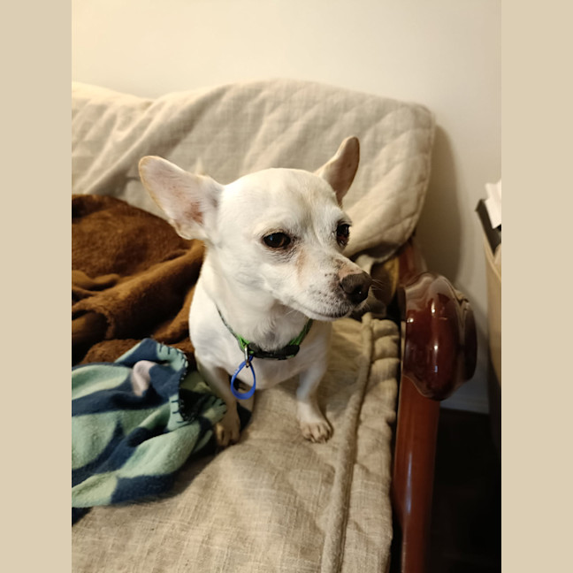 Photo of Chevy 🚗 Chihuahua X Dachshund (On Trial 13/6/25)